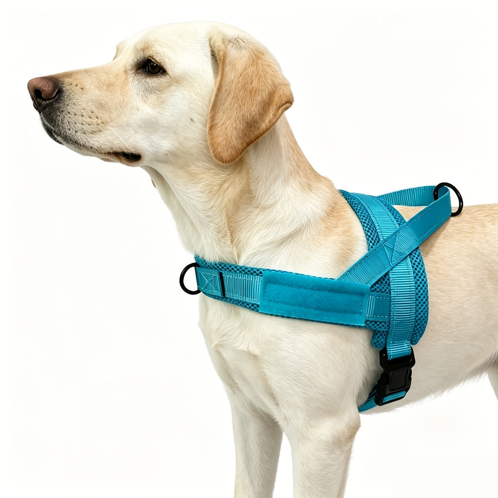 Labrador med sele på, sedd från sidan