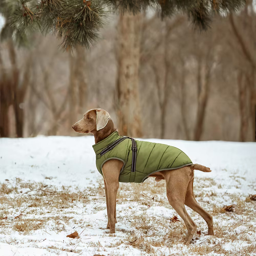 Hund i grön vadderad vinterjacka med reflexer, ute i snön