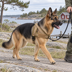 Fjällro – Anti-drag sele